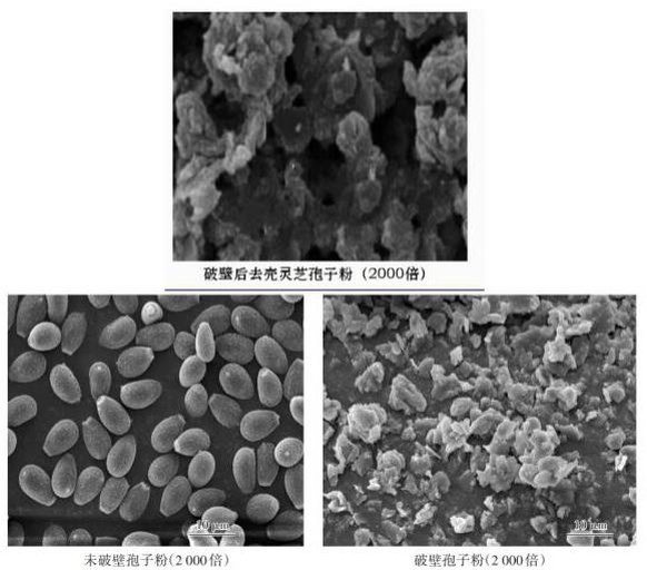 灵芝孢子粉显微结构图,展示其微小颗粒形态与破壁处理效果 灵芝孢子粉显微结构图