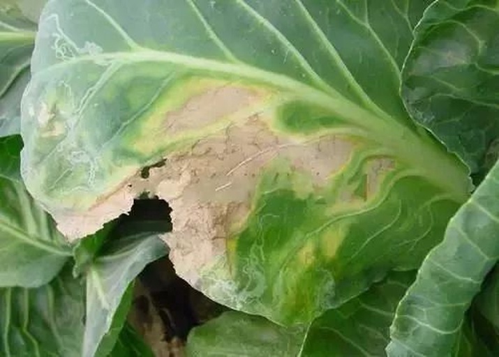 一片油麦菜叶片表面分布多个不规则褐色病斑,边缘呈黄绿色晕圈,部分病斑已融合并出现穿孔现象,背景为温室种植环境 油麦菜叶片上的典型细菌性叶斑病症状特写