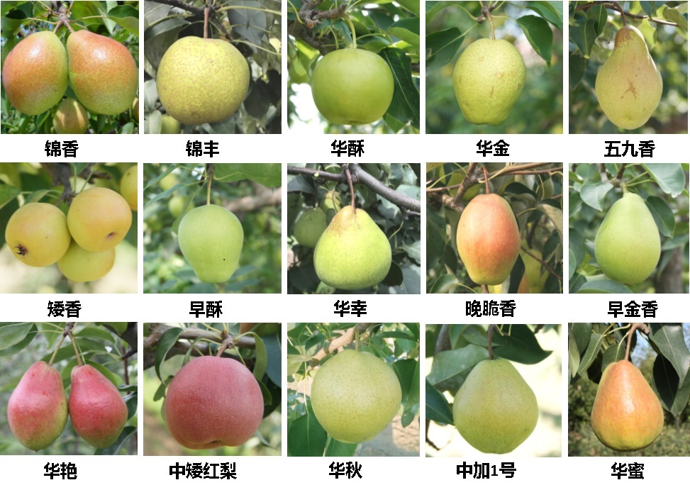 酸梨品种展示图