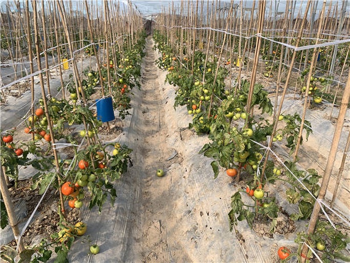 家庭种植西红柿整枝与搭架实景图,植株整齐排列,竹竿支撑稳固,采用‘∞’字形绑蔓法,侧芽已及时清除,顶部留有摘心标记,整体通风透光良好 图片描述