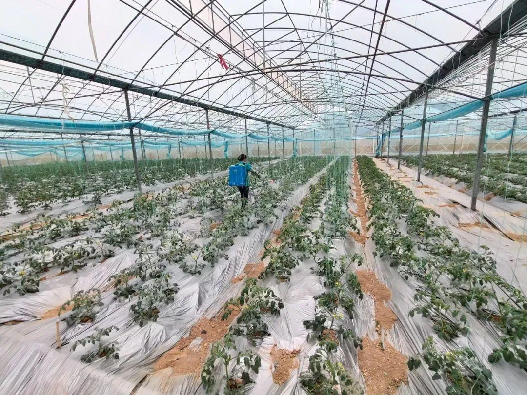 花生种子拌种操作现场图