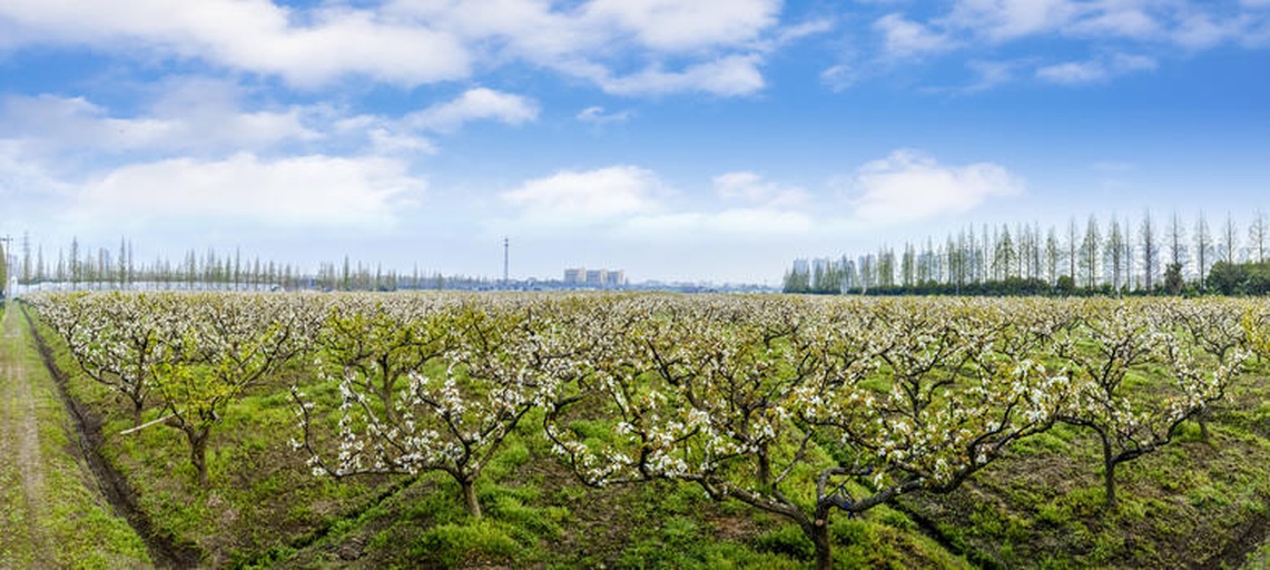 绥中白梨果园实景图