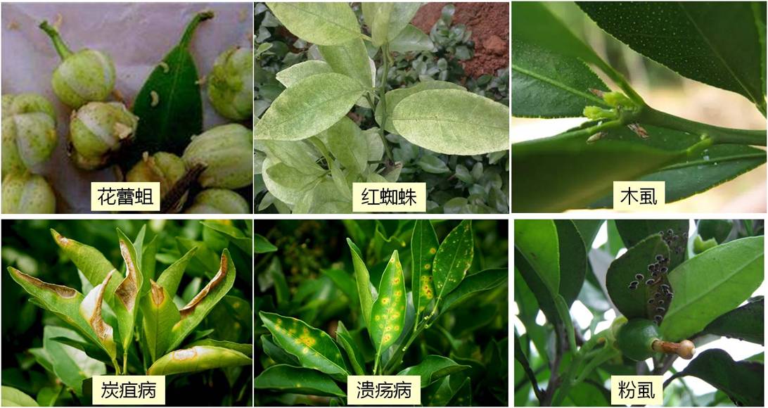尤力克柠檬常见病虫害识别图,包括溃疡病、炭疽病、红蜘蛛、蚜虫等 尤力克柠檬病虫害识别图