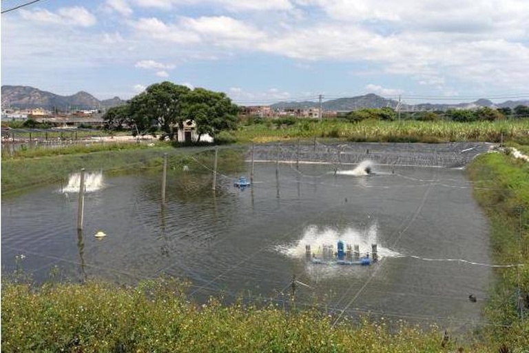 南美白对虾养殖池塘水质调控现场图