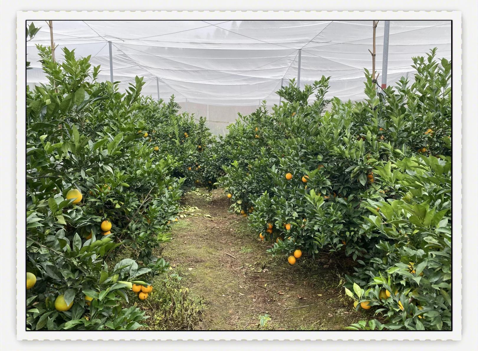 蜜橘园生草栽培示范场景