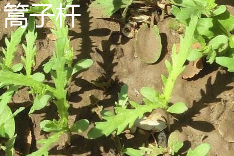 一片阳光照耀下的山坡草地上,生长着多株野生蒿子杆,植株高度约30-50厘米,茎秆直立,叶片呈深绿色羽状分裂,背景有稀疏灌木和野花,展现出典型的山野生态环境 野蒿子杆生长在山坡草地中的自然景观