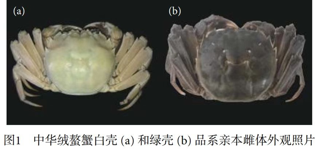 中华绒螯蟹雌体解剖特写：清晰显示金黄色蟹黄（卵巢主体）与边缘深褐色卵膜基质层的自然分界