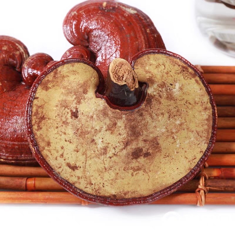 显微摄影图像显示灵芝根部截面的密集白色菌丝网络,交织成团状结构,背景为浅褐色木质基质,标注了菌丝束、细胞壁和营养通道的微观细节 显微镜下的灵芝根部菌丝结构