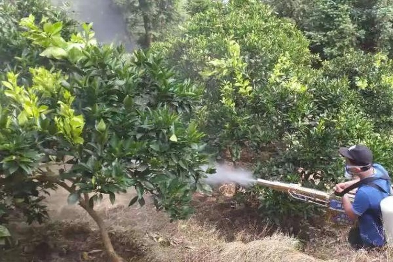 农业技术人员在果园中使用喷雾器进行病害防治作业 沃柑田间喷药防治图
