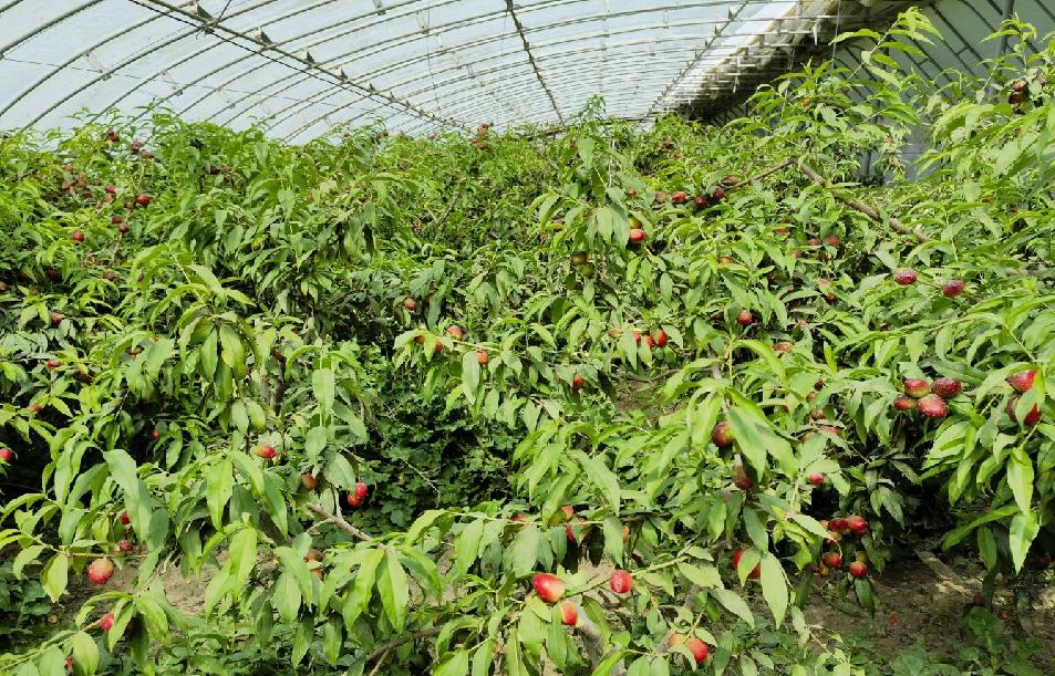 克伦生葡萄转色期果园地面铺设反光膜效果对比图