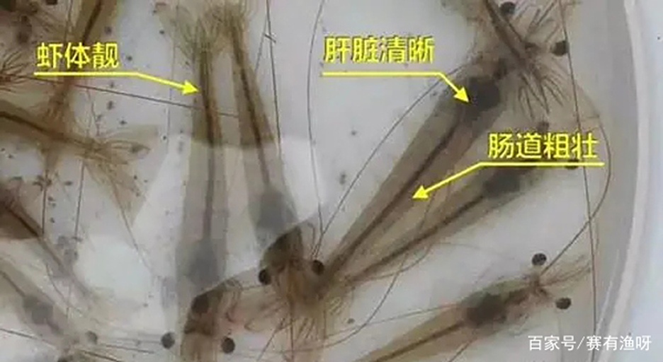 对虾解剖结构示意图