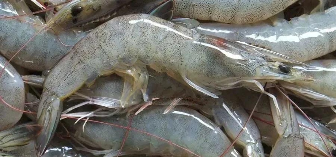 三联组图:左图为生虾去壳对比,野生虾仁透明有光泽,肌理清晰;中图为沸水焯熟过程,野生虾迅速卷曲成标准C形;右图为切开熟虾横截面,野生虾肉纤维紧密,养殖虾可见微小孔隙。背景为实验室操作台,配有温度计和pH试纸 对虾烹饪前后对比图