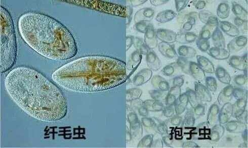 图示:光学显微镜(40×)下典型优质生物絮团结构——褐色致密球体,表面附着大量短杆状益生菌(箭头所示),无丝状菌与游离弧菌;背景可见少量轮虫幼体(左下角),数量<3个/视野 南美白对虾淡化标粗期生物絮团显微观察图
