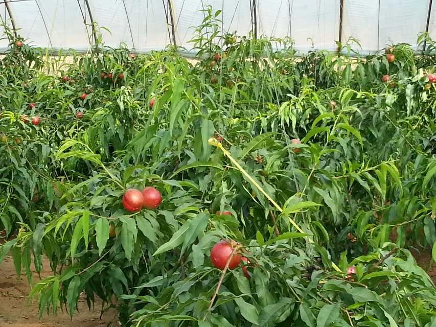一片整齐种植的中油金黛油桃果园,树木长势旺盛,枝头挂满红彤彤的成熟果实,农民正在采摘装箱,阳光洒落,画面充满丰收气息,体现规模化种植场景 中油金黛油桃果园实景