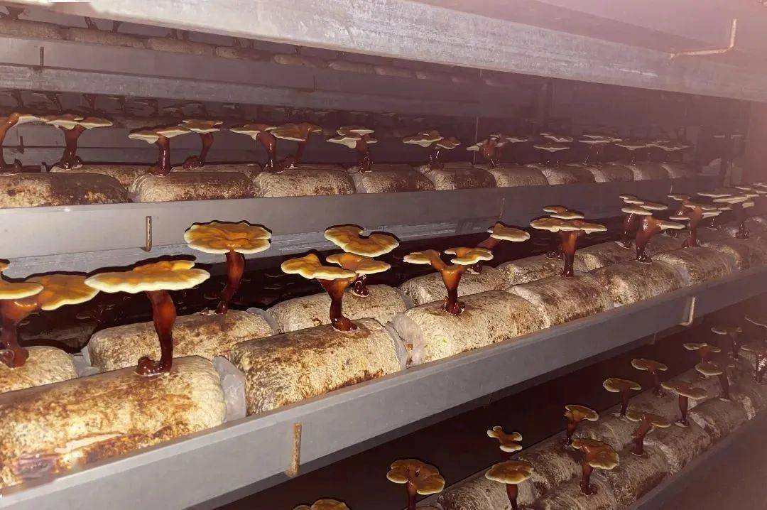 一个现代化的多层灵芝栽培大棚内部场景,整齐排列的段木栽培架上生长着数十株正在发育中的多层灵芝,部分已形成两层伞盖,环境湿度较高,灯光柔和,地面干净无杂物,体现科学化、标准化的种植管理水平 多层灵芝栽培环境实景