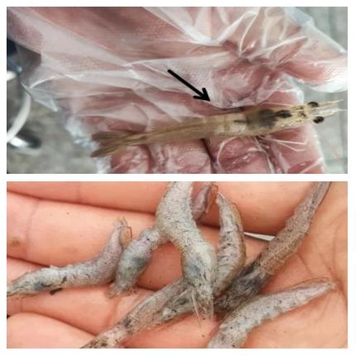 展示三种典型小龙虾发红症状:左侧为正常健康小龙虾,体色青褐有光泽;中间为局部尾部发红,边缘略肿胀;右侧为全身泛红并有点状出血斑,属于严重感染状态。背景为清水养殖池,光线自然 小龙虾体表发红症状对比图