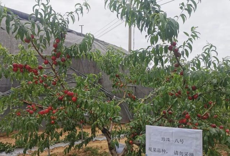 果园采摘体验场景