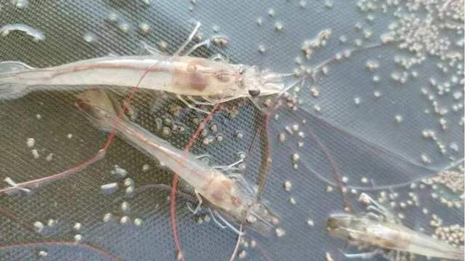 南美白对虾排泄物特写