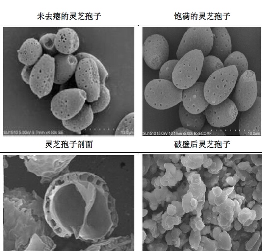 竹灵芝显微结构示意图