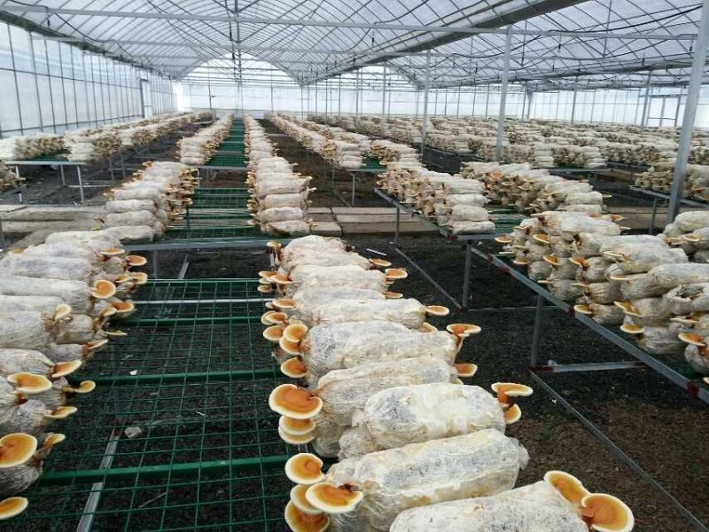 无人机航拍视角下的灵芝种植大棚群,排列整齐的白色菌包置于田间架子上,工人正在采收成熟的灵芝,周围绿树环绕,展现生态化、规模化种植场景 灵芝种植基地航拍图