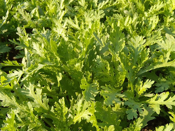 野菊花嫩叶显微结构示意图