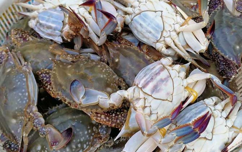 远海梭子蟹捕捞现场