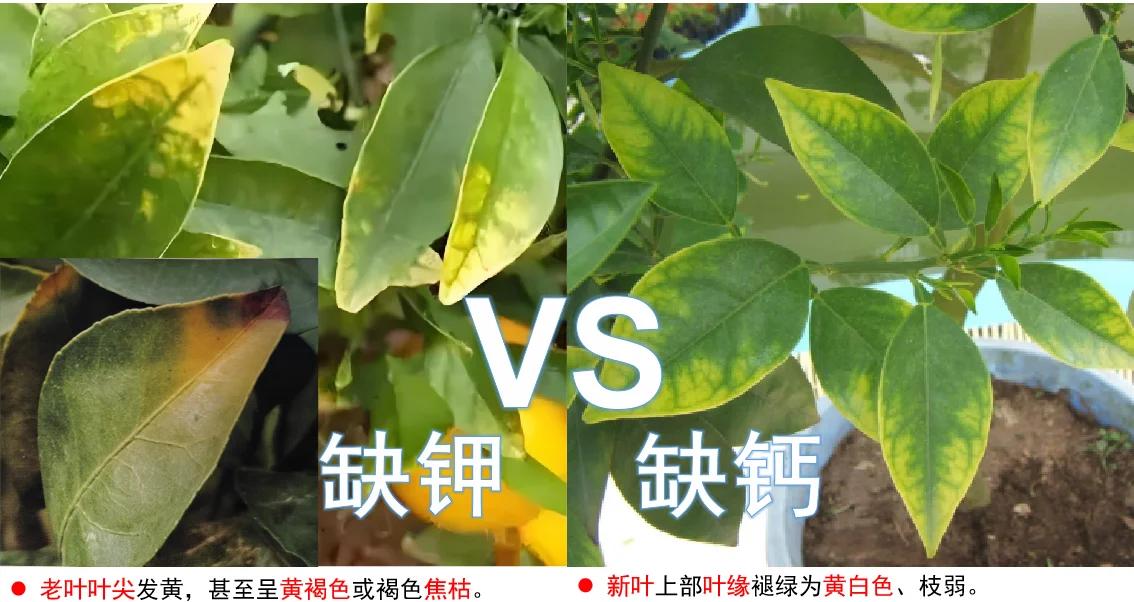 沃柑叶片与果实营养诊断对比图