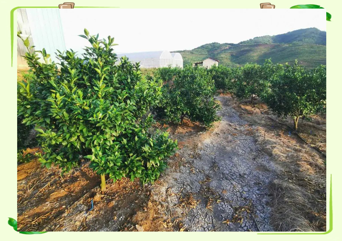 甜橙果园全景图
