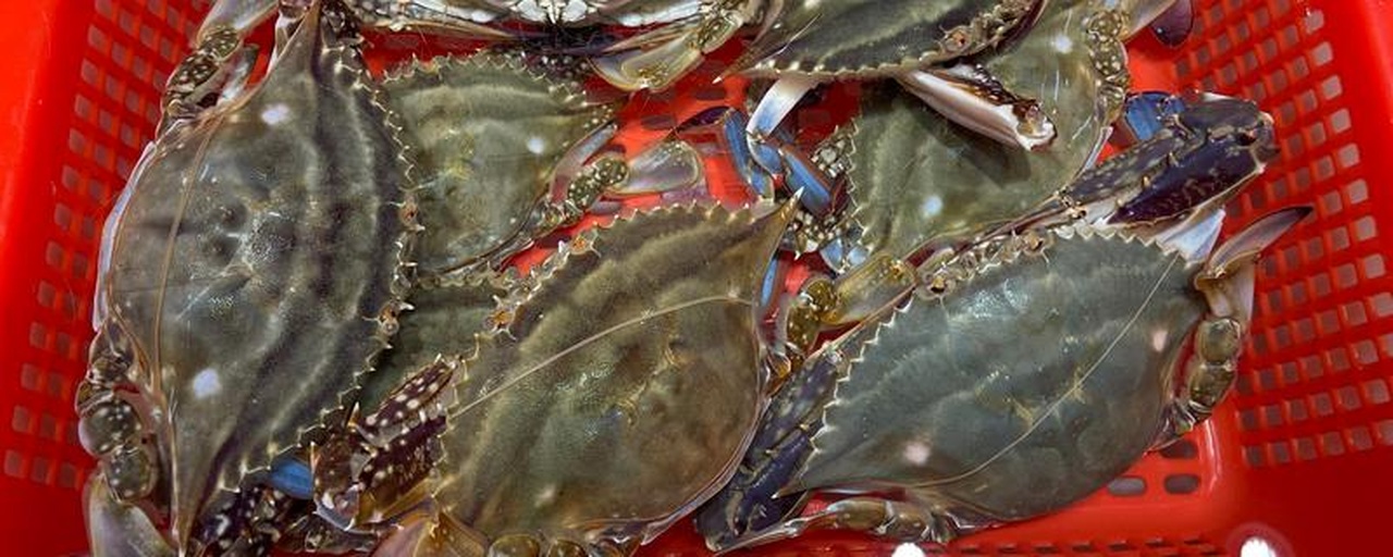 新鲜远海梭子蟹摆盘图