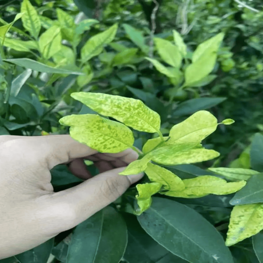 展示健康柑桔叶片与不同类型黄化病叶片的对比图像,包括缺铁性黄化(新叶脉间黄化)、缺镁性黄化(老叶V形黄化)、黄龙病典型斑驳状黄化以及根腐导致的整体黄化,用于辅助病害识别 柑桔叶片黄化症状对比图