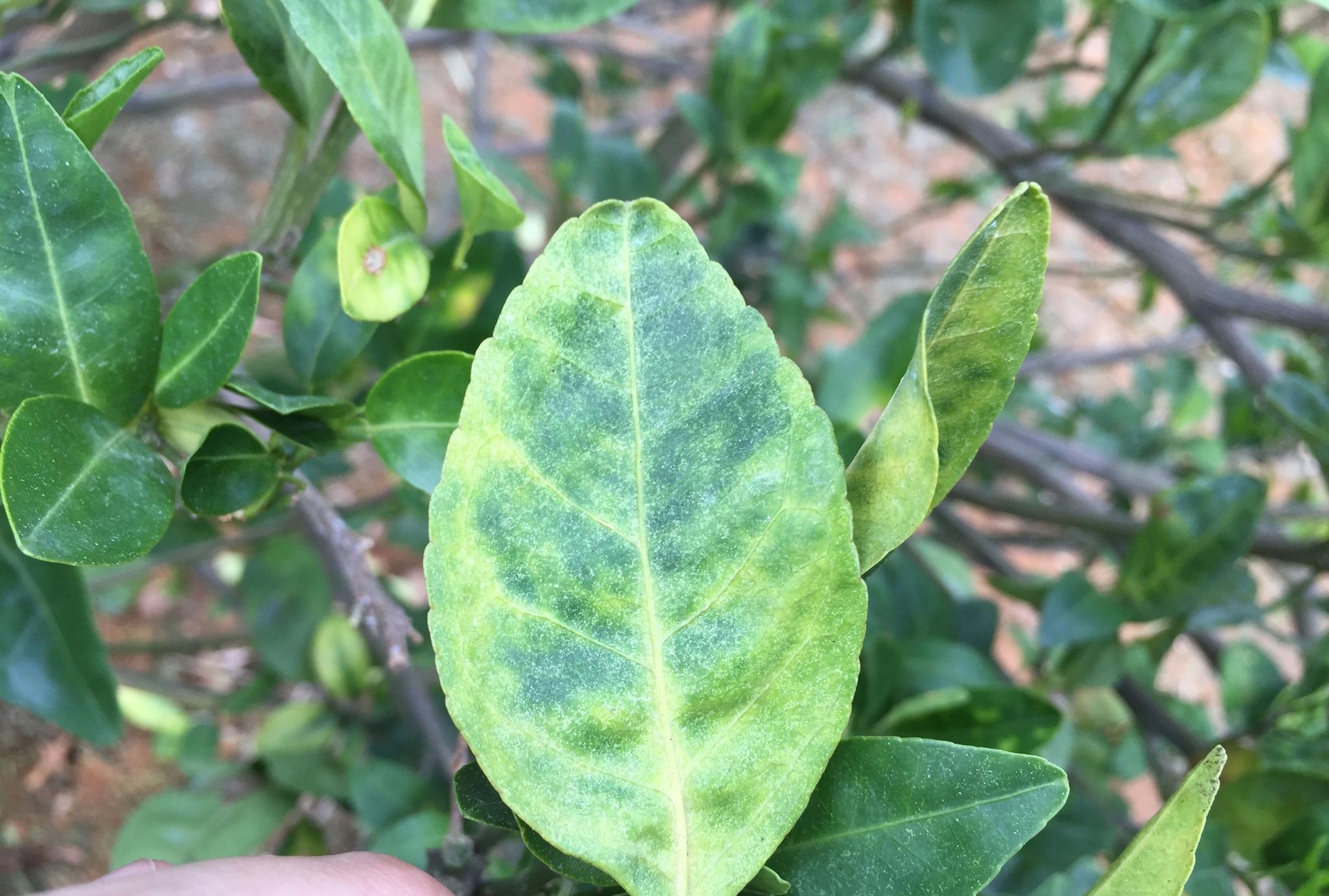 一株四季桂植株上部分叶片出现边缘干枯、中部褐斑、整体发黄的现象,部分叶片已卷曲脱落,背景为庭院种植环境,土壤表面干燥有裂纹 四季桂叶片干枯特写