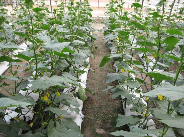 黄瓜与香瓜植株形态对比图