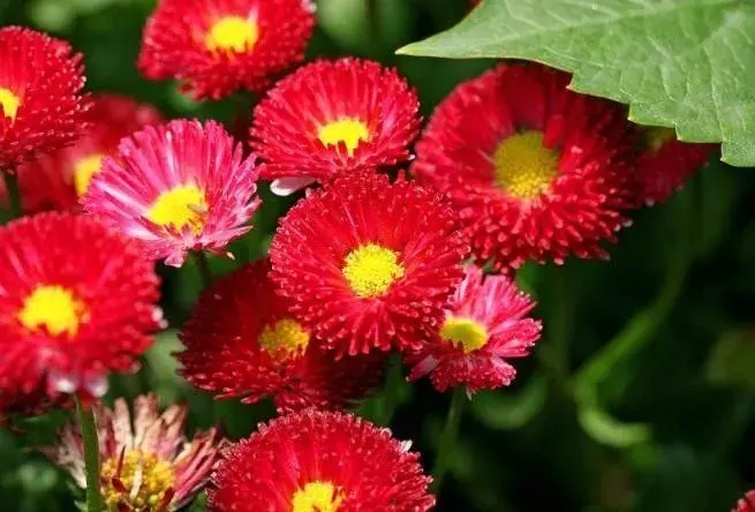 红色雏菊花朵特写,展示其鲜艳的红色花瓣与深黄色花心的对比 红色雏菊特写