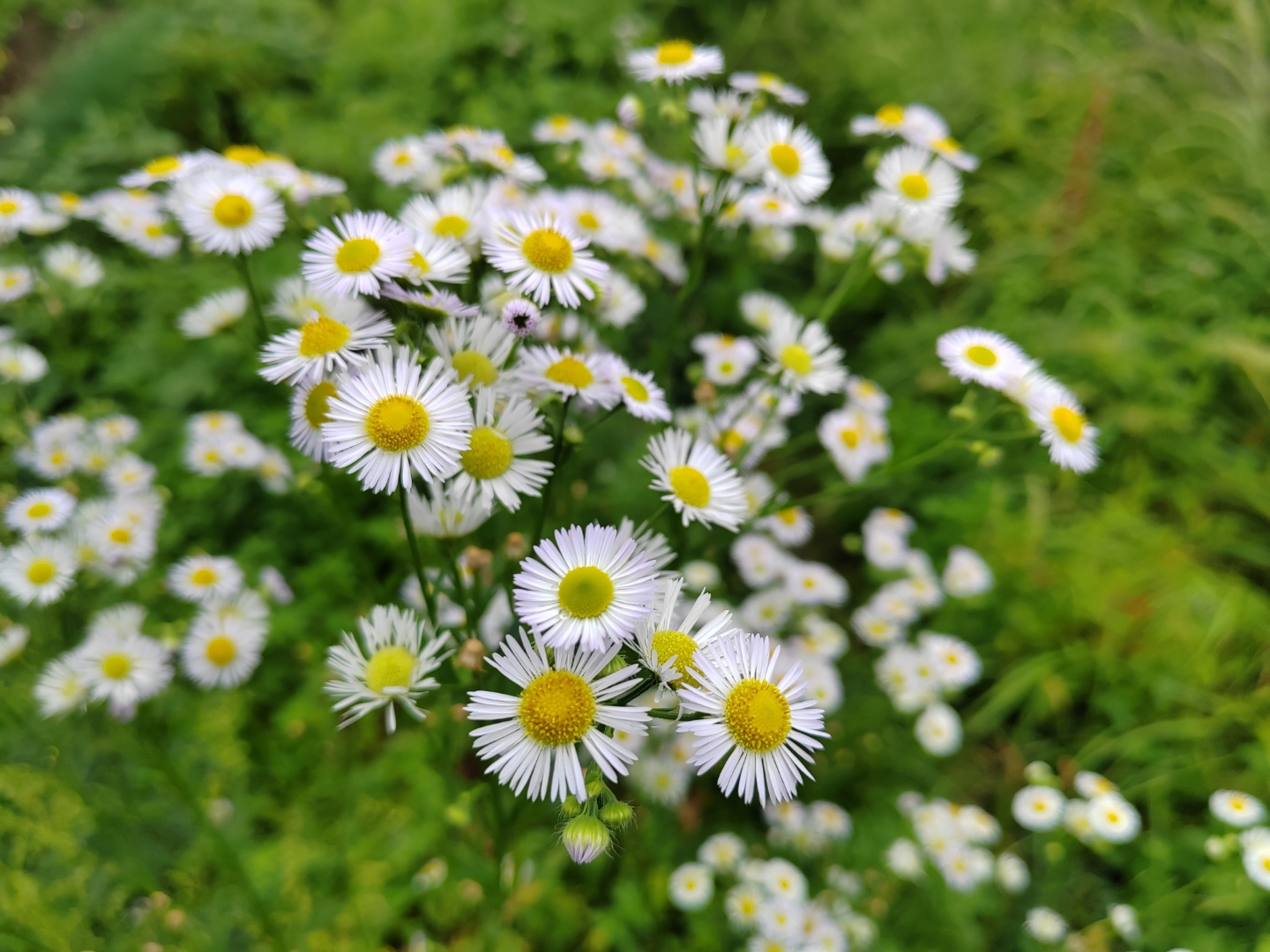 雏菊不同品种对比图