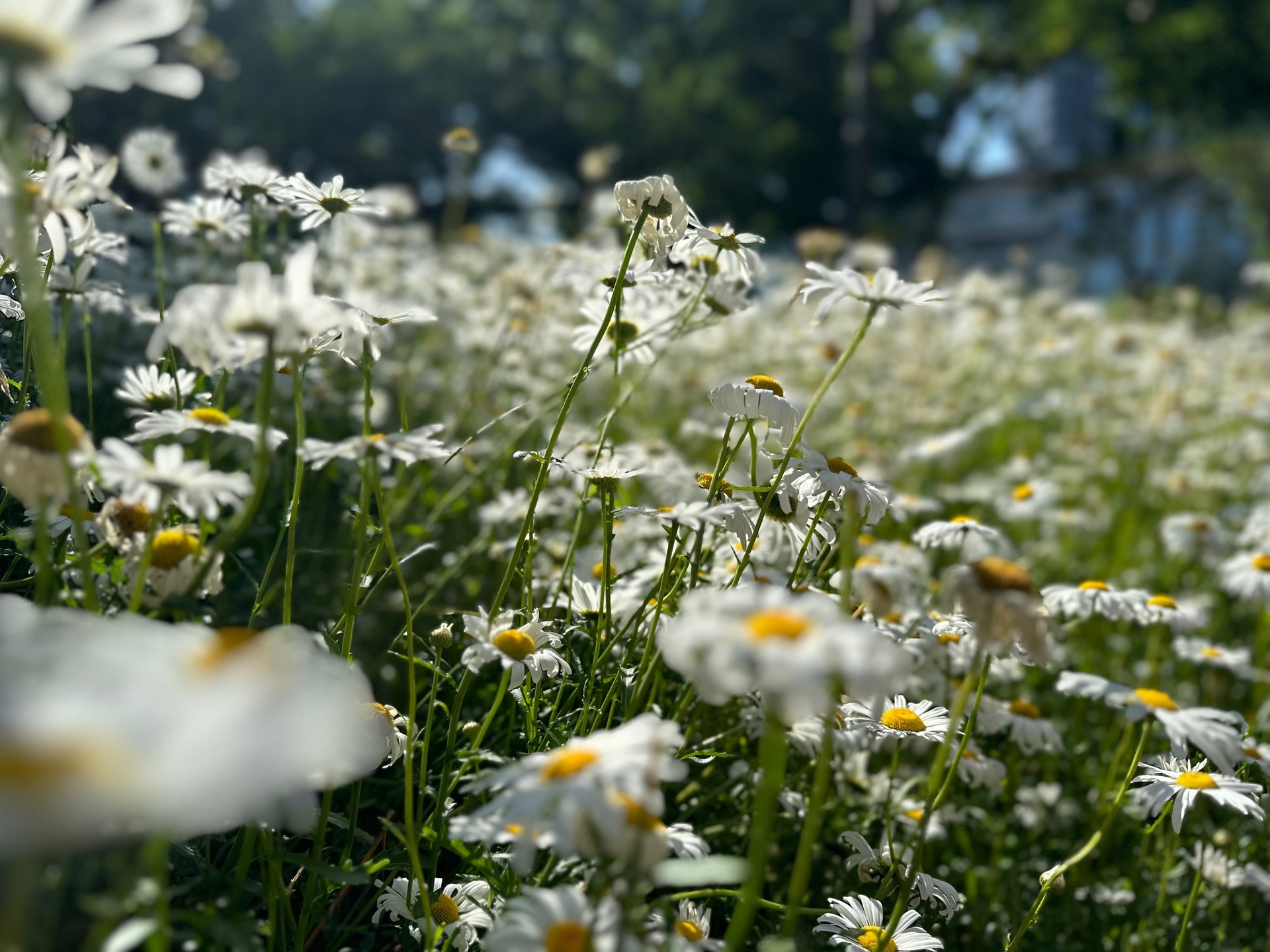 夏日草地上的雏菊花海