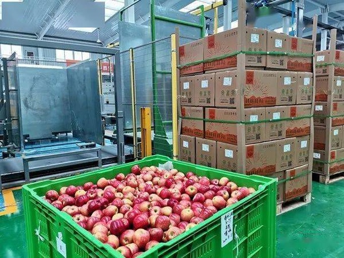 现代化苹果分拣车间内景,传送带上滚动着大小一致的红星苹果,工人正在操作光电分选设备进行糖度、颜色、瑕疵检测,背景为印有‘苹果淮北’标识的纸箱堆叠 苹果分拣包装车间