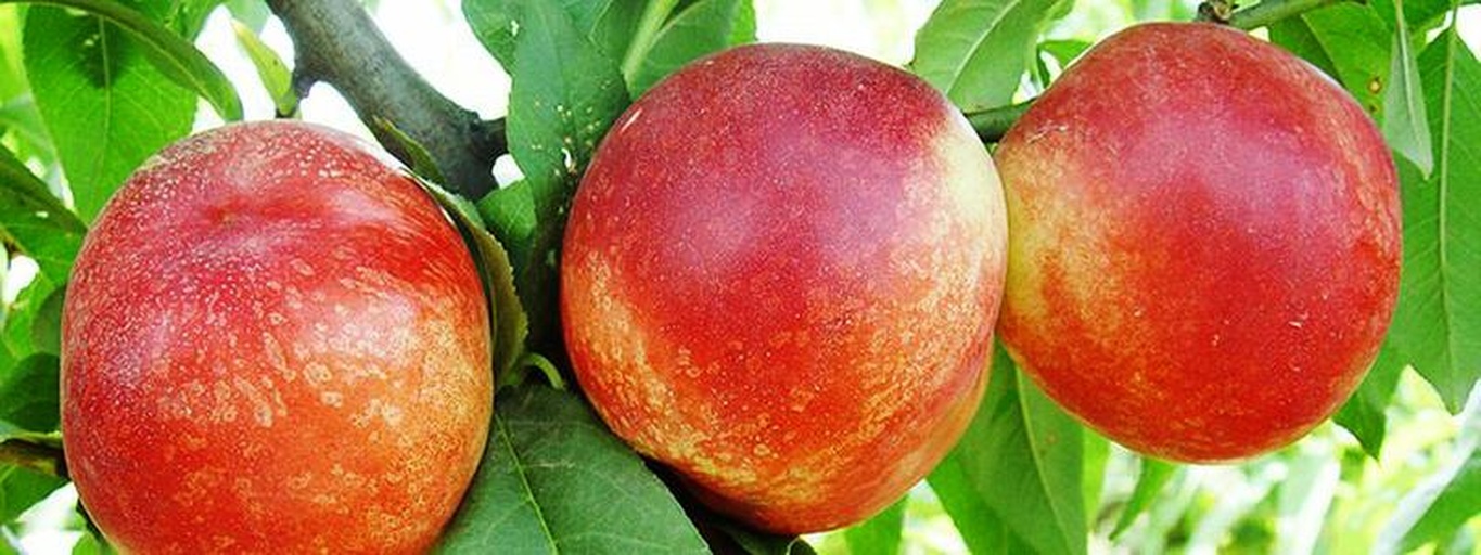 红桃K在不同成熟阶段的对比图