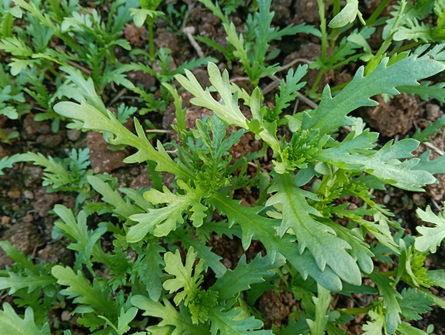 野菊花苗的嫩芽特写,展示其鲜嫩翠绿的外观 野菊花苗的嫩芽特写