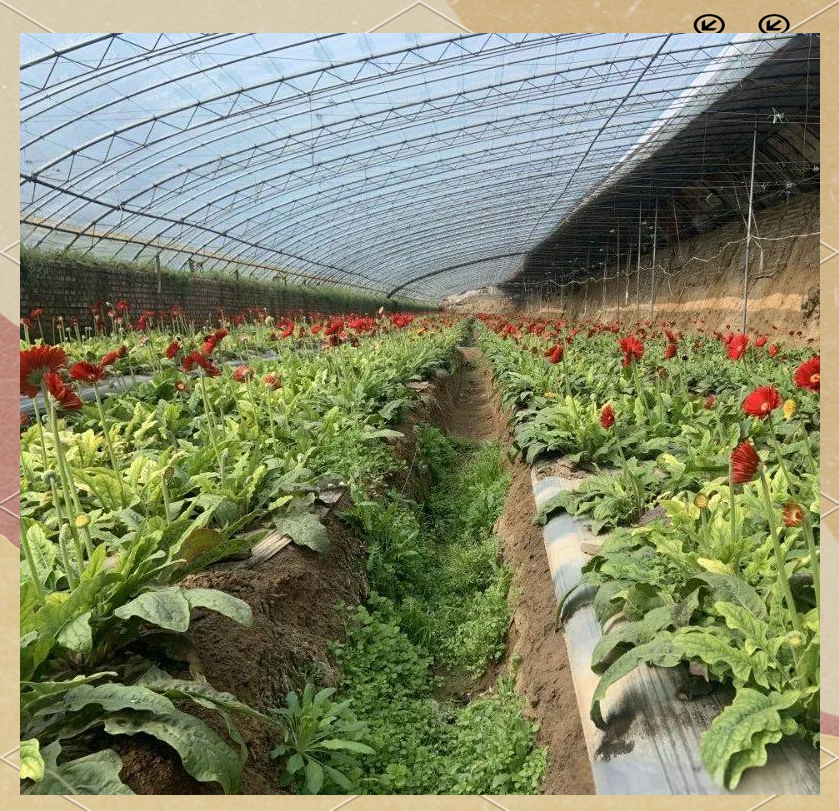 南非雏菊在干旱沙土地带成片种植场景