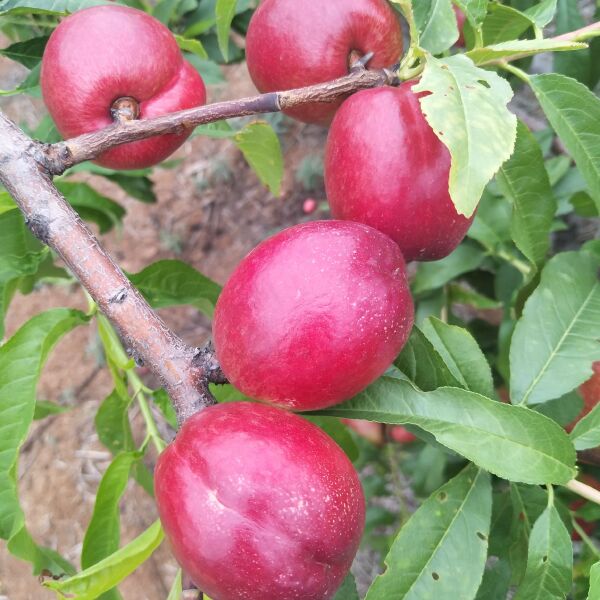 新6号油桃成片挂果实景图