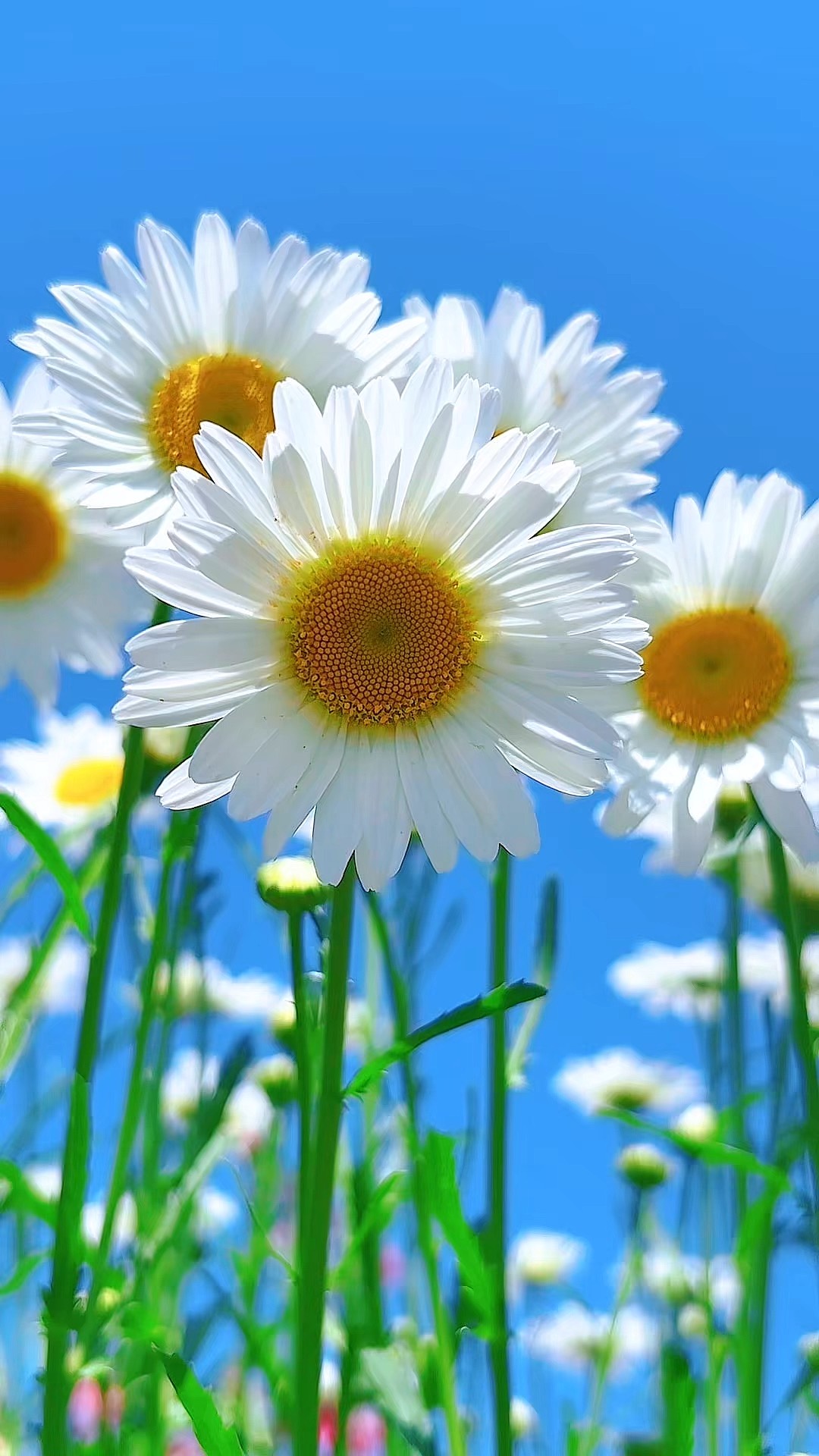 雏菊在花园中盛开