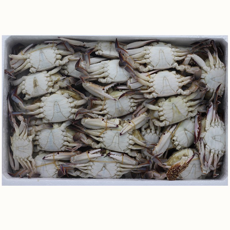 一名用户正在打开泡沫箱包装的大闸蟹快递,箱内有冰袋和塑料袋包裹的活蟹,用户戴着手套检查蟹的活动状态,背景为厨房台面 大闸蟹快递开箱检查示意图