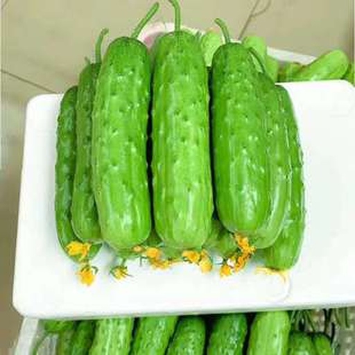 水果小黄瓜特写