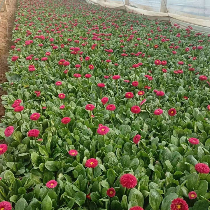 红色雏菊盛开图