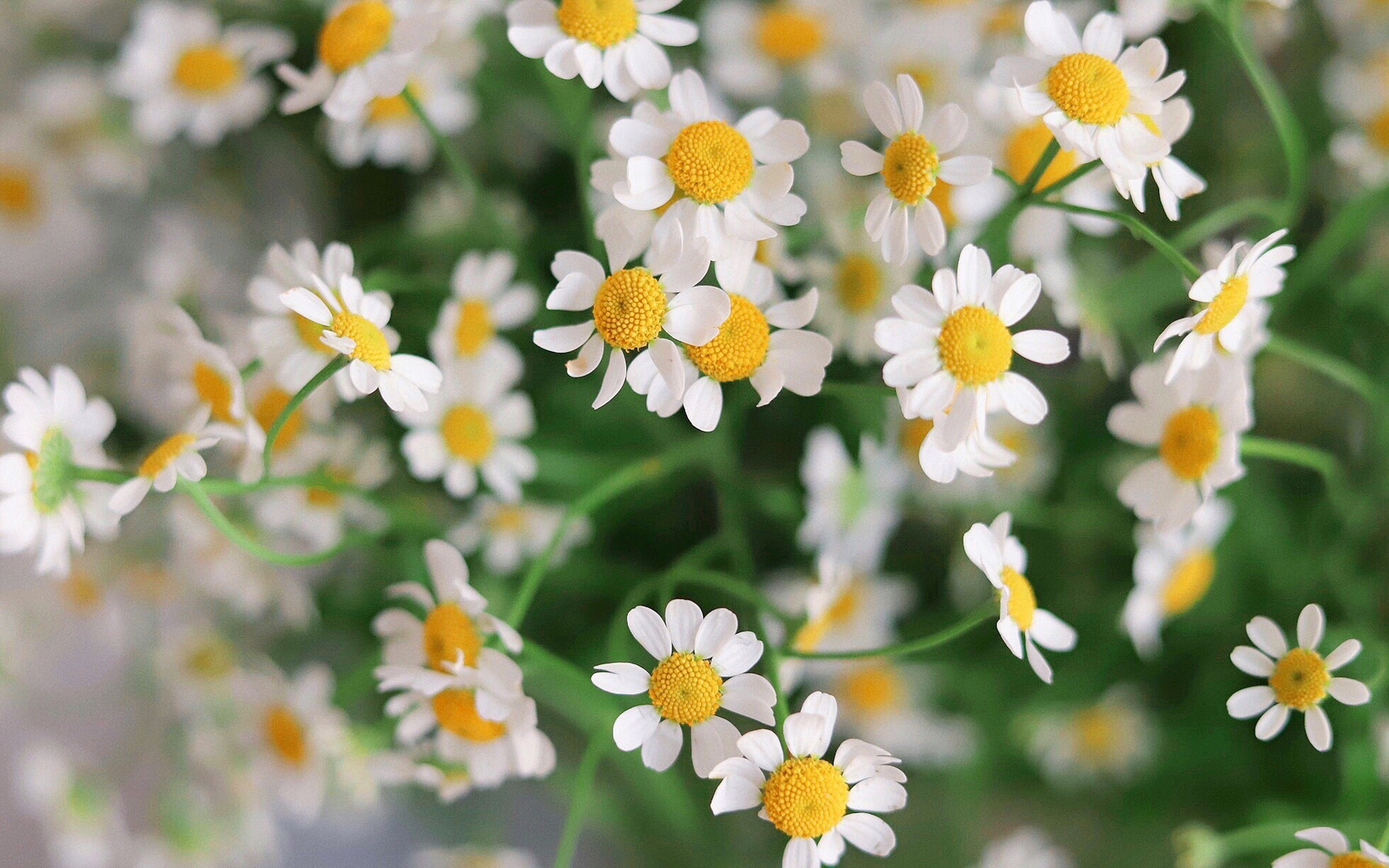 微距摄影画面,金色的雏菊花蕊占据整个画面中心,可见清晰的螺旋排列结构,类似斐波那契数列的分布模式。每一枚小花都有纤细的花丝和突出的花药,表面覆盖细微绒毛,背景虚化成柔和光斑,强调自然界的数学之美 微距镜头下的雏菊花蕊结构