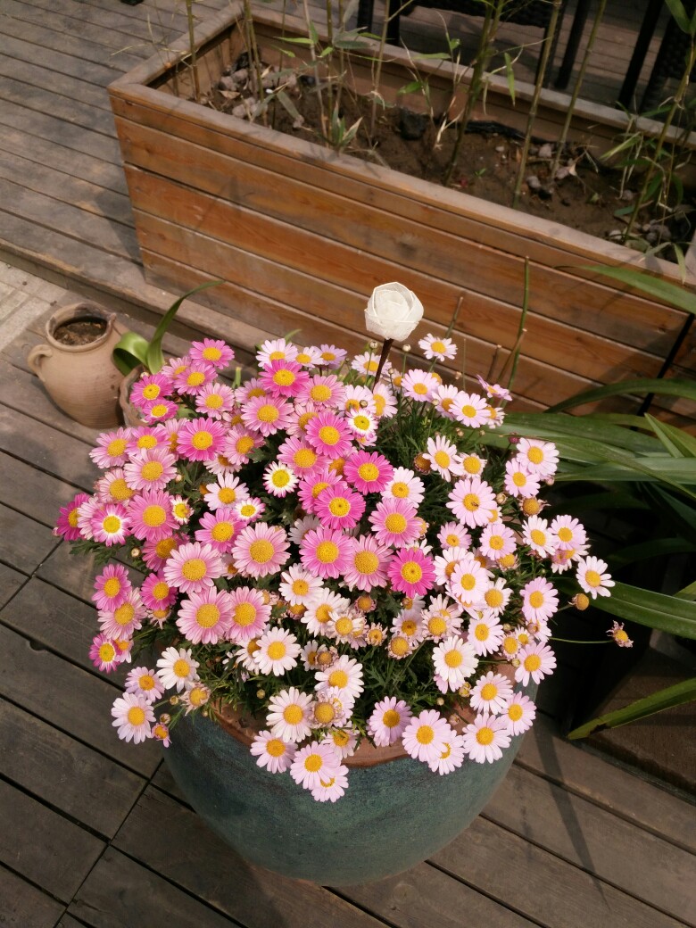 缪塞雏菊盆栽组合展示
