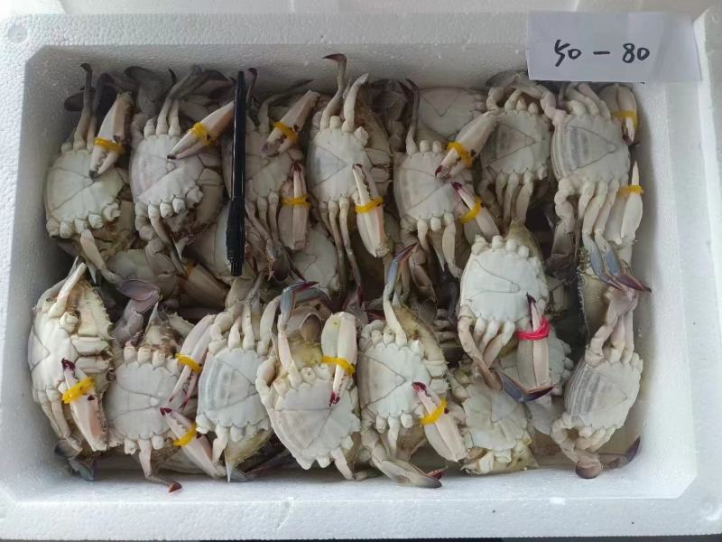 一只完整的活体大闸蟹被放置在带有冰袋和湿润草垫的白色泡沫箱内,周围有塑料袋包裹,箱内可见少量冷凝水,螃蟹双螯紧闭,步足有力,整体呈现鲜活状态 大闸蟹在泡沫箱中配送状态