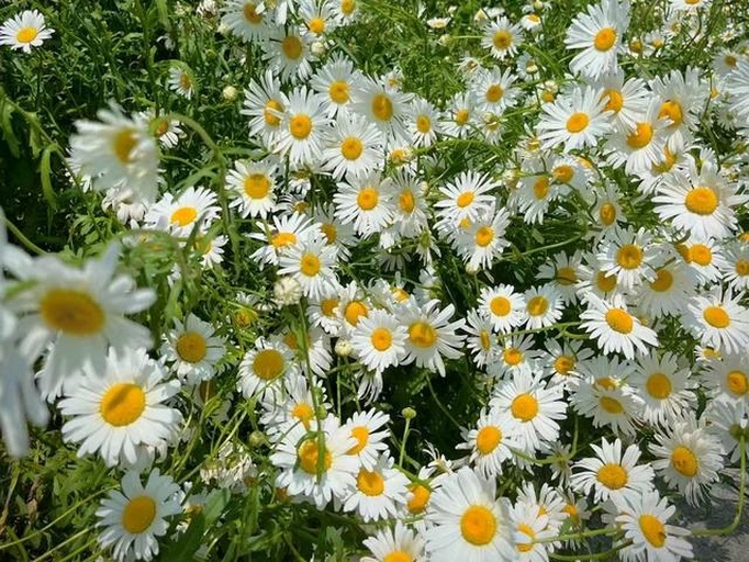 一片盛开的五瓣雏菊群落，分布于绿草之间，阳光斜照形成柔和光影，远处有模糊的树木轮廓，营造出宁静田园氛围