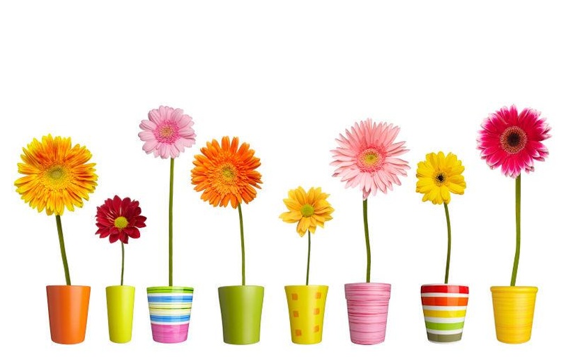 雏菊不同季节播种管理对比图