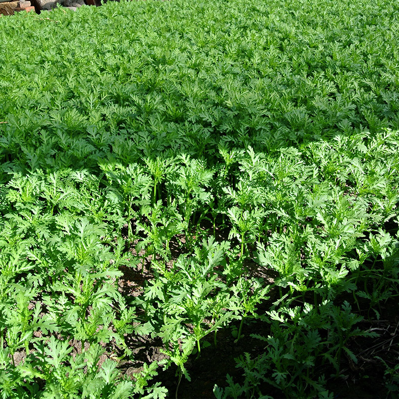 菊花脑田间种植实景图